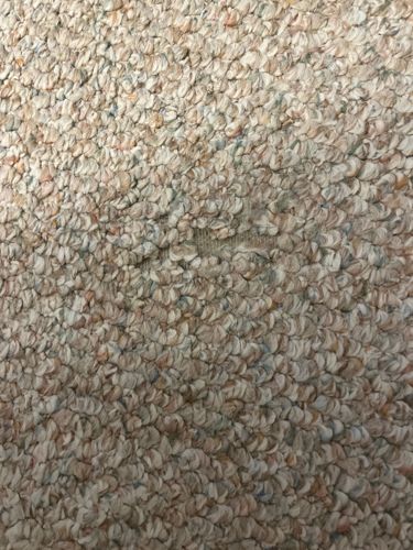 Carpet Beetle (Damage suspected, not the insect itself)