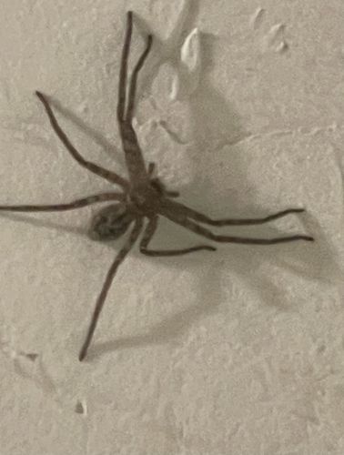 Huntsman spider