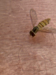 Hoverfly (also known as Flower Fly or Syrphid Fly)