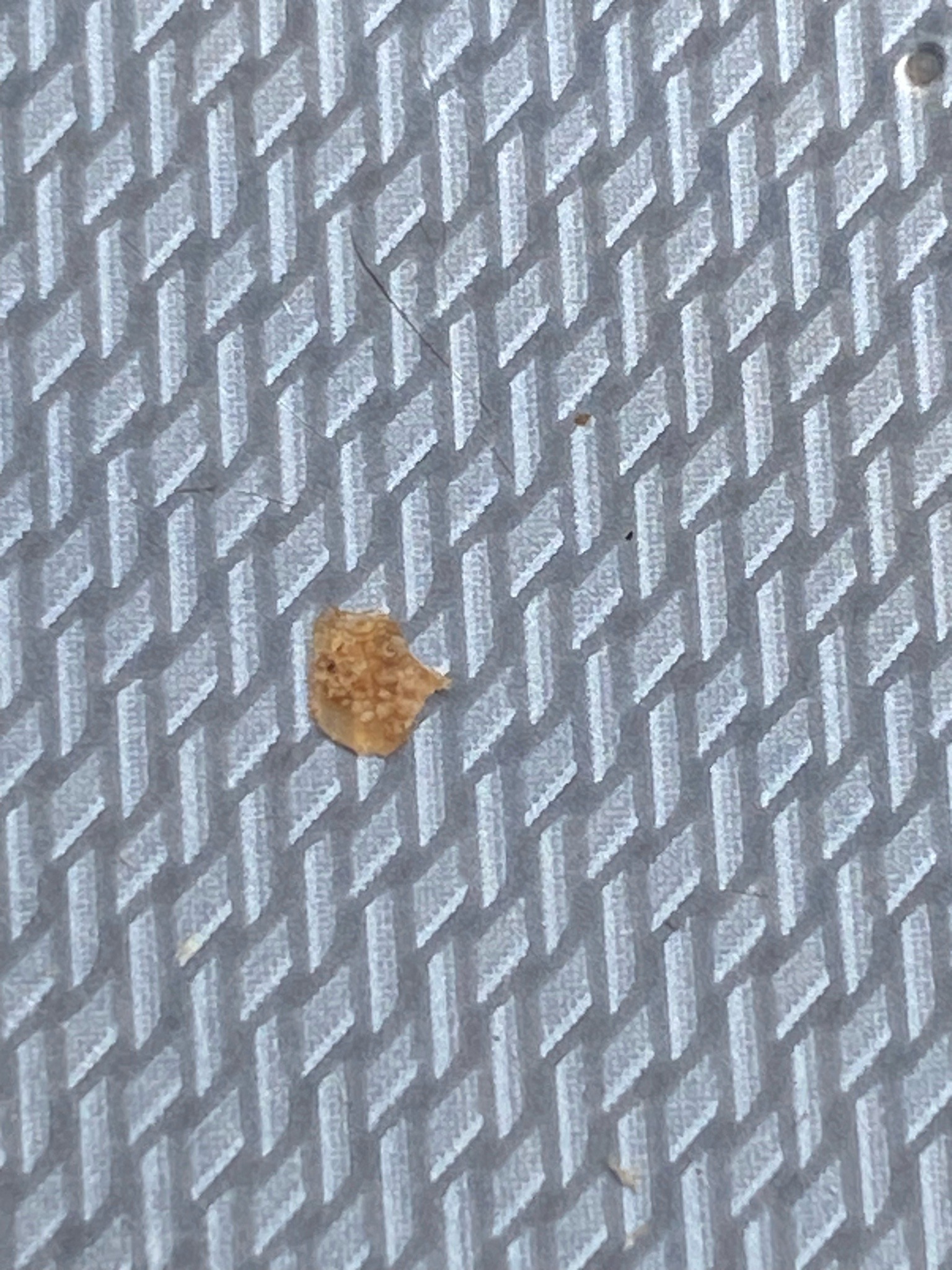 Lace Bug