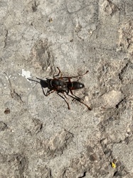 Tarantula Hawk Wasp (possibly subspecies)