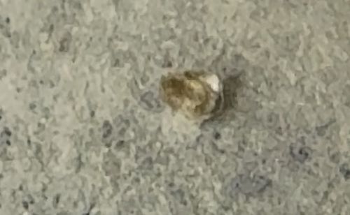 Junk Bug (Lacewing Larva)