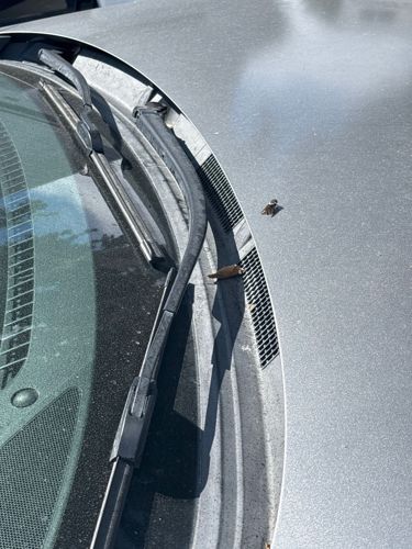 Bee