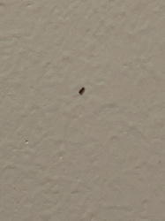 Booklouse (or Psocid)