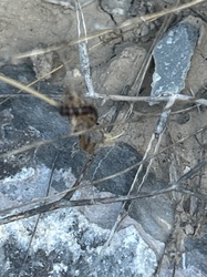 Armyworm (likely a Western Yellow-striped Armyworm)