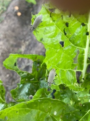 Ash Gray Blister Beetle