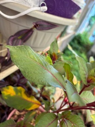 Katydid