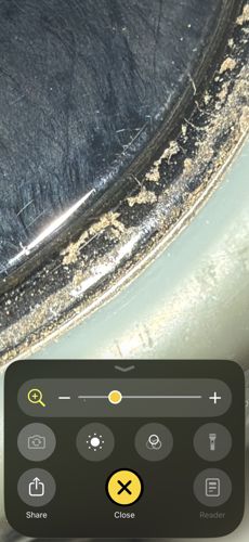 Mold and Debris Accumulation (Not an insect)