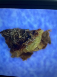 Case-bearing Clothes Moth Larva