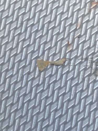 Household Casebearer (often locally called a Plaster Bagworm)