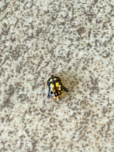 Golden Tortoise Beetle