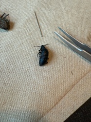 Darkling beetle / Ironclad beetle (likely a species of Tenebrionidae)