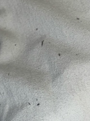 Flea (Flea dirt/excrement)