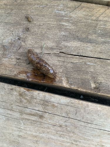 Slug (possibly Leopard Slug or common garden slug)