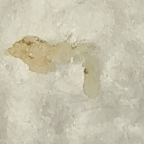 Pharaoh Ant