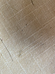 Booklouse (or Psocid)