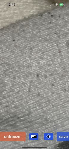 Flea (likely Cat flea or Dog flea)