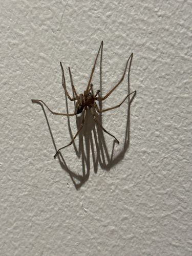 Brown Recluse Spider