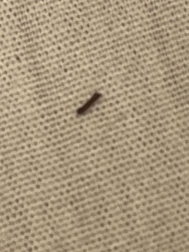 Inchworm (Geometer moth caterpillar)