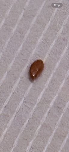 Bed Bug