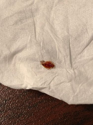 Bed bug