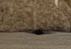 Common House Spider (Likely Parasteatoda tepidariorum)