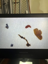 Not identifiable as an insect or bug