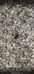 Wolf Spider