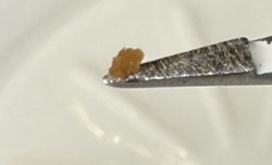 Brown Banded Cockroach (Ootheca/Egg Case)