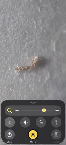 Plaster Bagworm