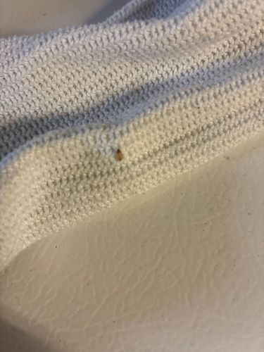 Carpet Beetle