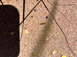 No insect or bug identifiable