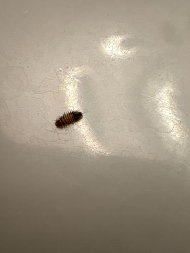 Carpet beetle larva (likely varied carpet beetle)