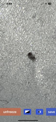 Carpet Beetle (likely Black Carpet Beetle)