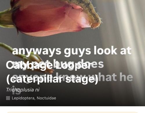 Cabbage Looper (caterpillar stage)