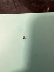 Cockroach (likely German Cockroach or American Cockroach nymph)