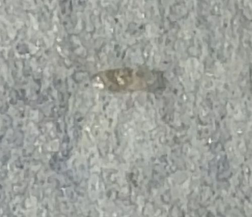 Case-bearing Clothes Moth (Larva)