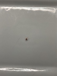 Spider Mite