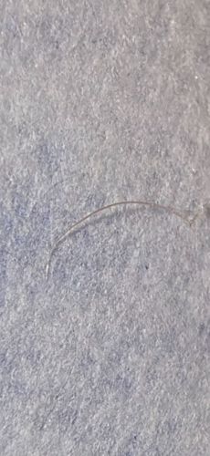 Horsehair Worm