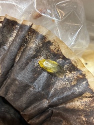 German Cockroach (Nymph)