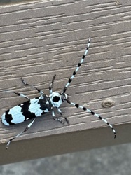 Banded Alder Borer or Black-and-white Cerambycid