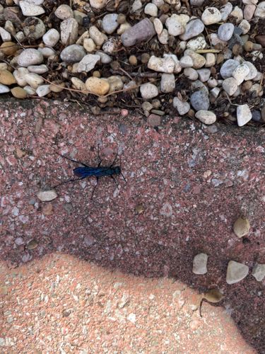Tarantula Hawk Wasp