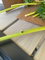 Aphid (specifically based on common appearance and context, likely a cannabis aphid or similar plant aphid)