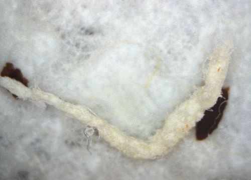 Carpet Beetle Larva (likely)