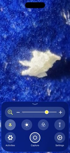 Masked Hunter (Nymph)