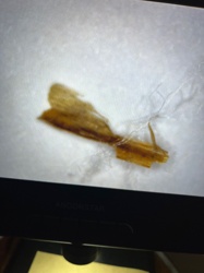 It appears to be plant detritus or a shed insect part, rather than a whole insect. It is not identifiable as a specific bug or insect.