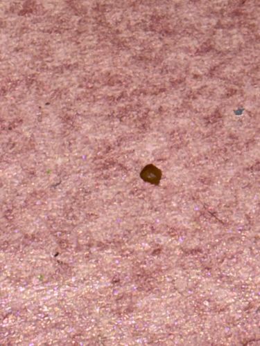 Carpet Beetle (likely Varied Carpet Beetle or Black Carpet Beetle)