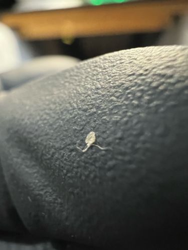 Junk bug (Green Lacewing Larva)