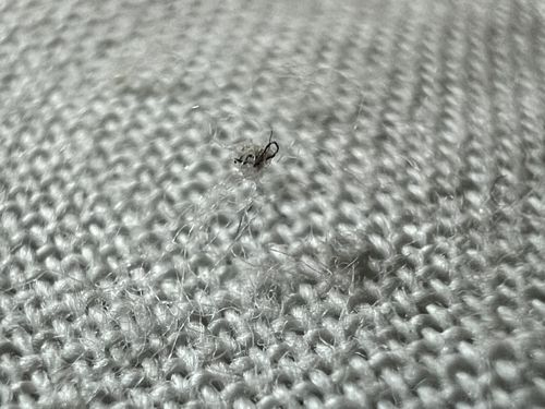 Debris, Lint, or Fiber