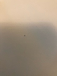Fungus Gnat